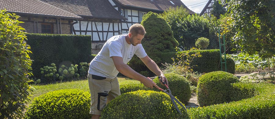 taillage de haie devant des maisons à colombages